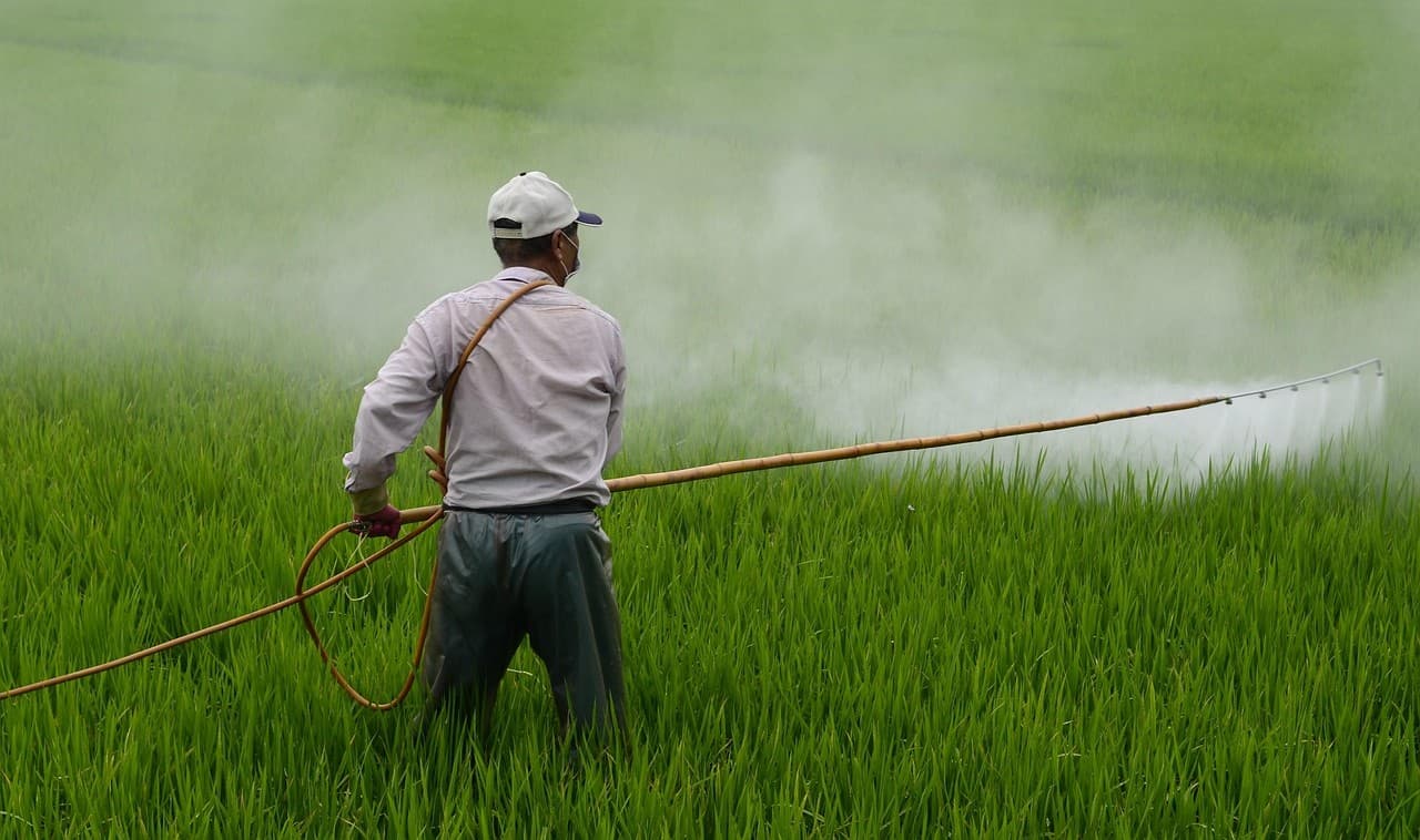 Green agricultural field